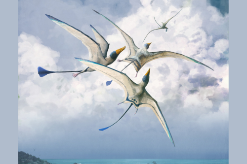 Pterosaurs flying